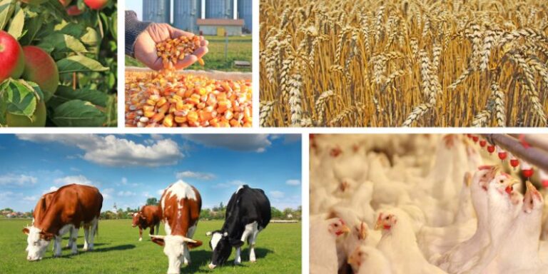 Vaincre la famine en Afrique: l&rsquo;exceptionnel potentiel économique que présente le secteur agroalimentaire