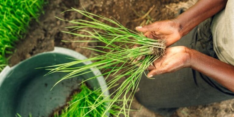 Transformer l&rsquo;agriculture en 9 pratiques agricoles durables