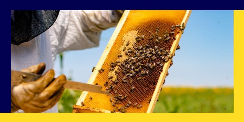 Lancer une activité de production de miel