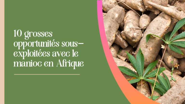 Manioc: 10 grosses opportunités sous-exploitées en Afrique